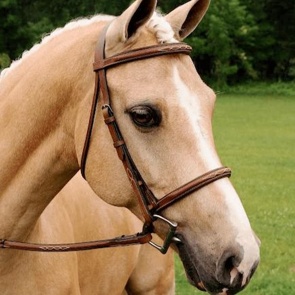 Beyond the Saddle: A Beginner’s Guide to Equestrian Tack – Voices of everything