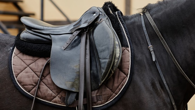Horse Equipment 101: The Important Things to Know Before You Saddle Up | How Important