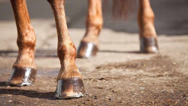 Hoof Care 101: Let Your Horse Walk and Gallop without Pain | Interesting Facts