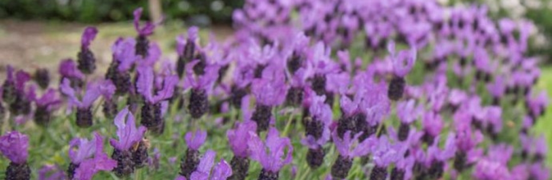 Stephanie Heighway Cover Image