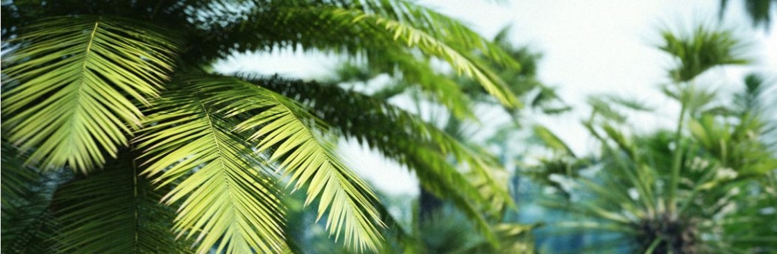 Holly Mueller Cover Image