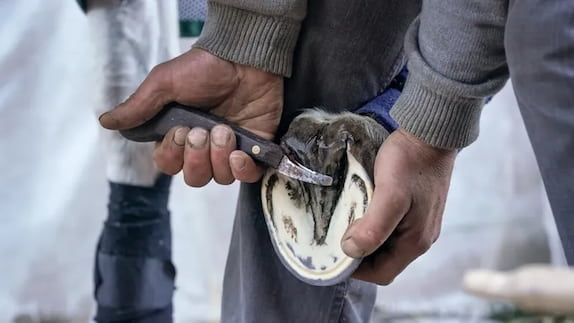 Professional Farrier Tools: Precision, Safety, and Hoof Health - Editors Top