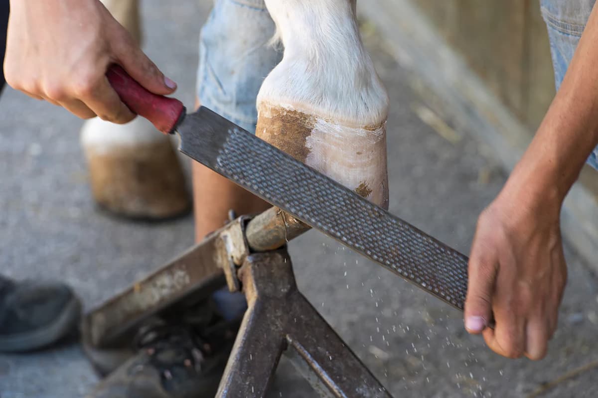 Do You Really Need a Rasp for Horses? When and Why to Use Onе – The Australian Expert