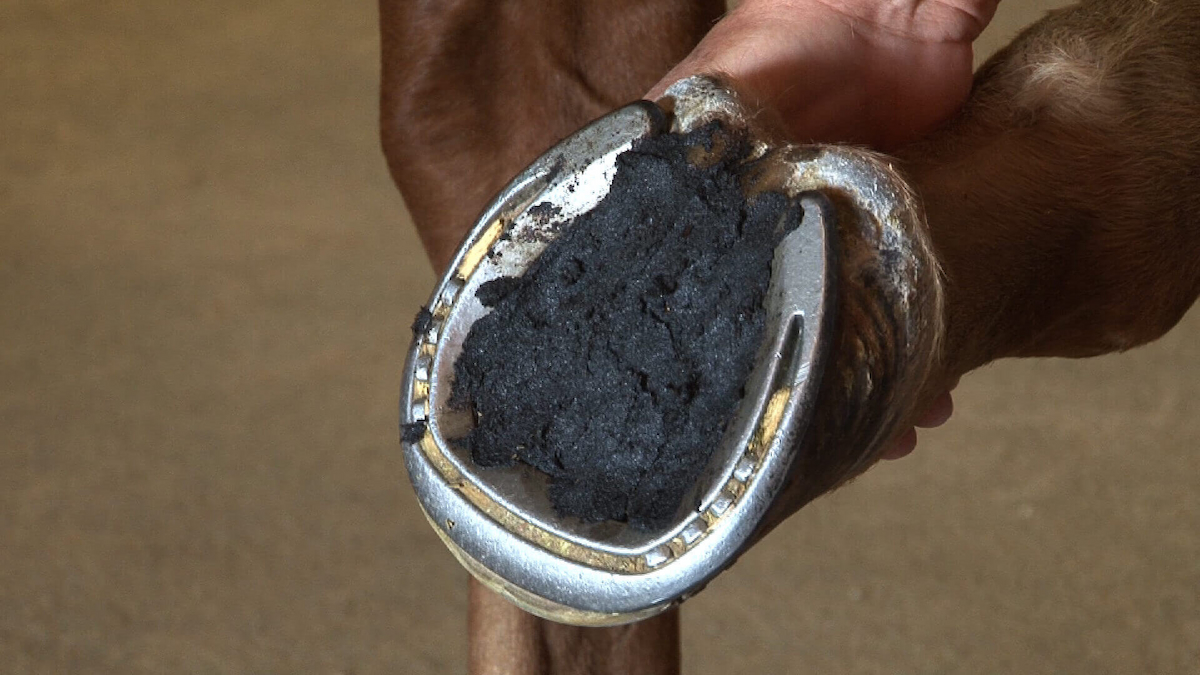 Everything You Need to Know About Hoof Packing – I ❤ Design / Work / Life