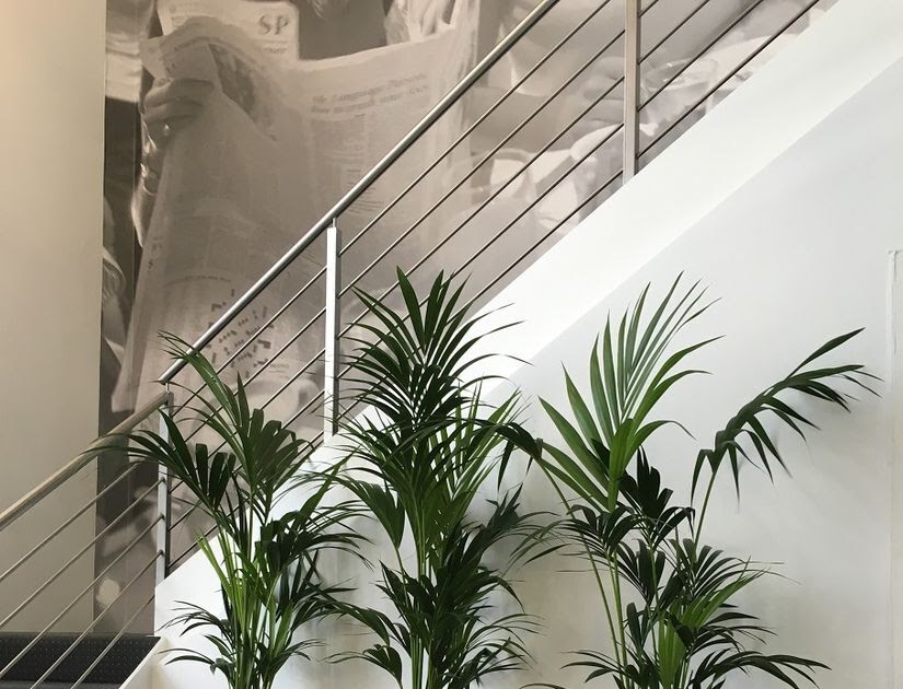Luwasa Indoor Plant Hire: How Plant Hire In Melbourne Improves Modern Office Spaces