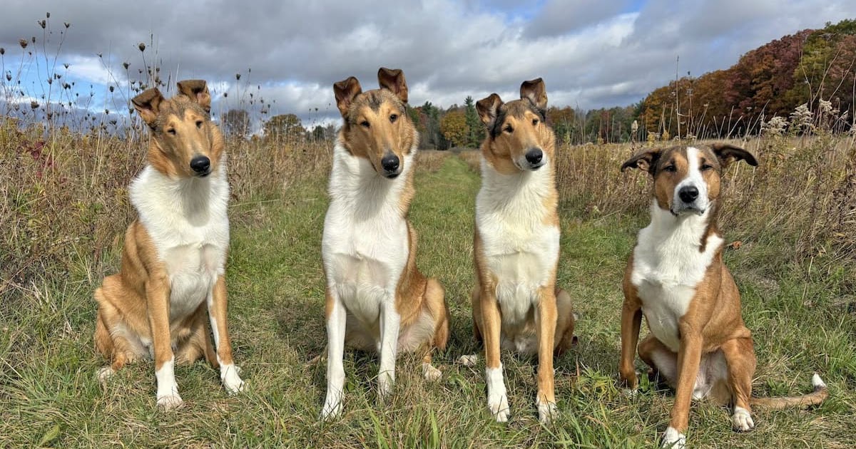 Grooming Routine for Dogs With Thick or Long Coats