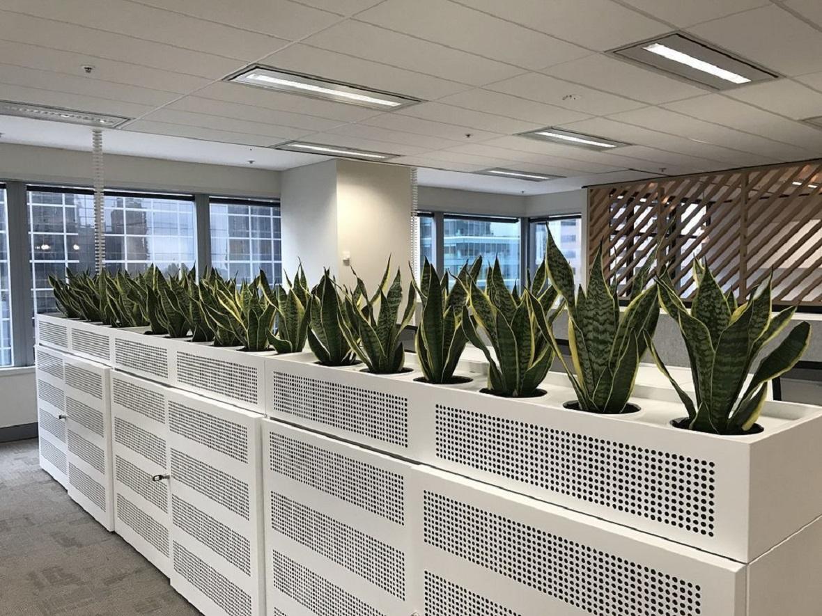 How Indoor Office Plants Melbourne Enhance Workplace Productivity...
