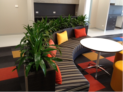 How Indoor Office Plant Melbourne Solutions Create Healthier and...