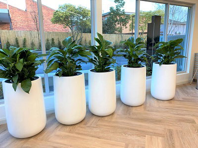 Corporate Office Plants: Transforming Workspaces with Greenery - Fol...
