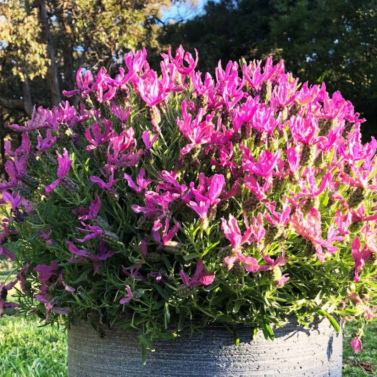 Shrub Plants: A Beginner’s Guide to Transforming Your Australian Garden – Emma's notes
