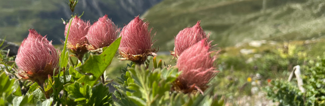 heilwesen Cover Image