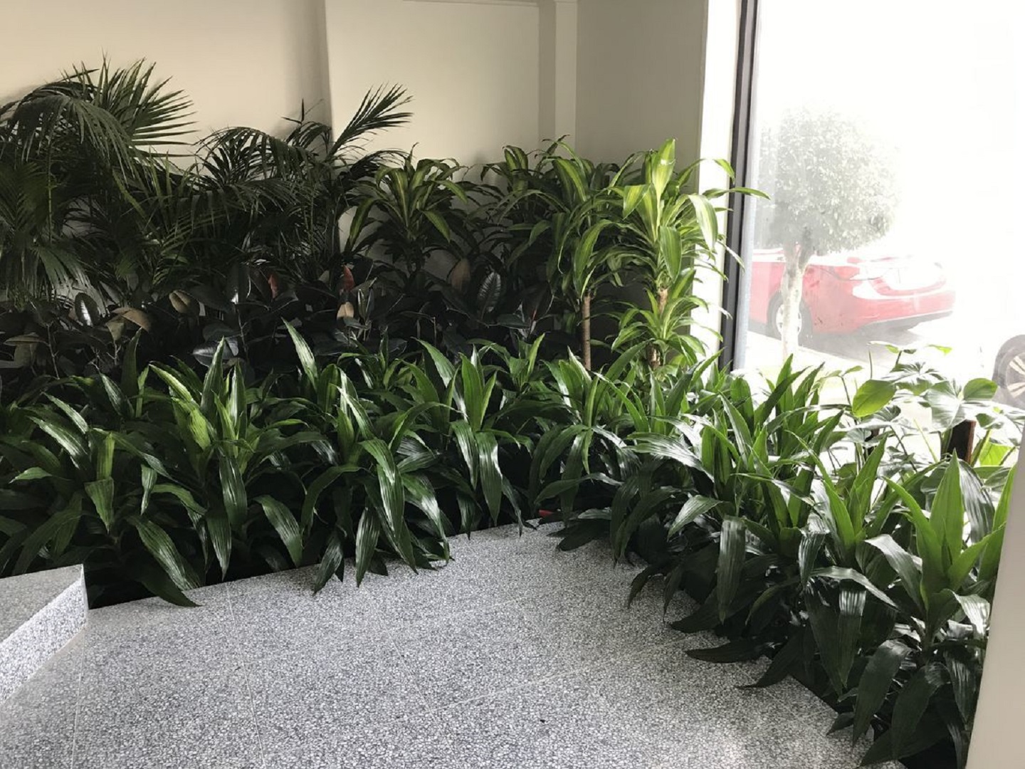 Corporate Plant Service Melbourne: Enhance Your Workplace with Indoor Greenery | Luwasa Indoor Plant Hire