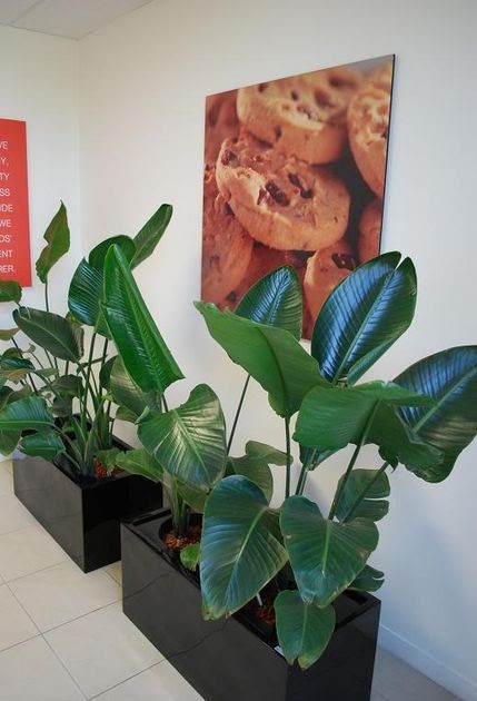 Luwasa Indoor Plant Hire: Transform Your Space with Plant Hire in Clayton